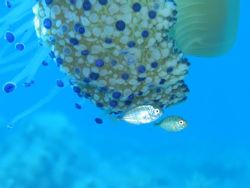 Cothyloriza tubercolata in the Mediterranean sea - Canon ... by Ferdinando Meli 